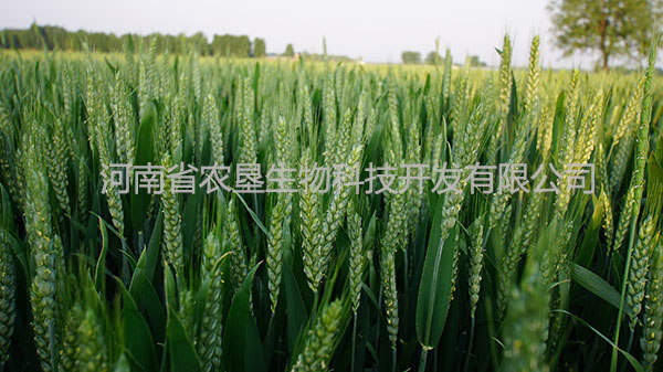 小麥展示效果